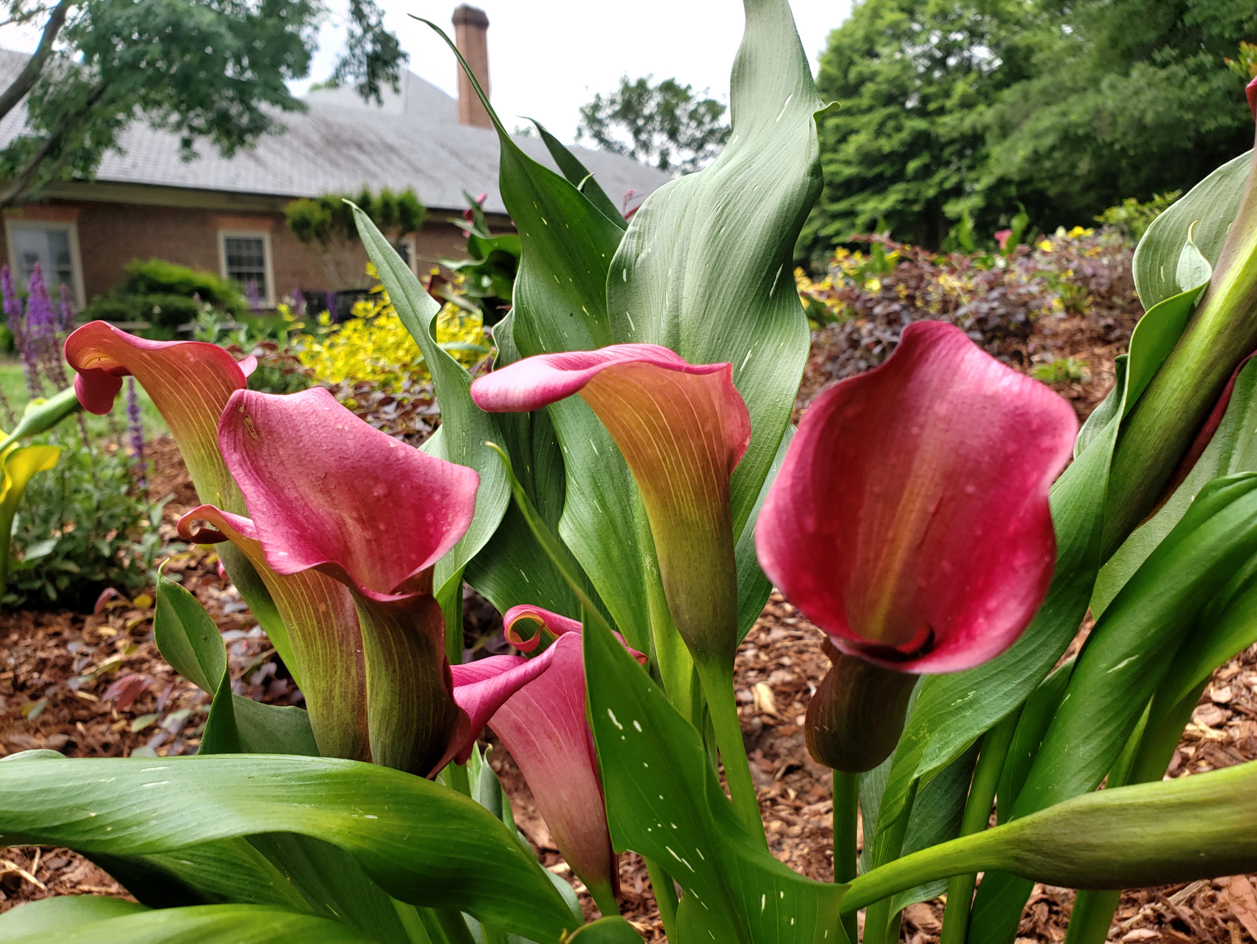 Lily in Memorial Garden