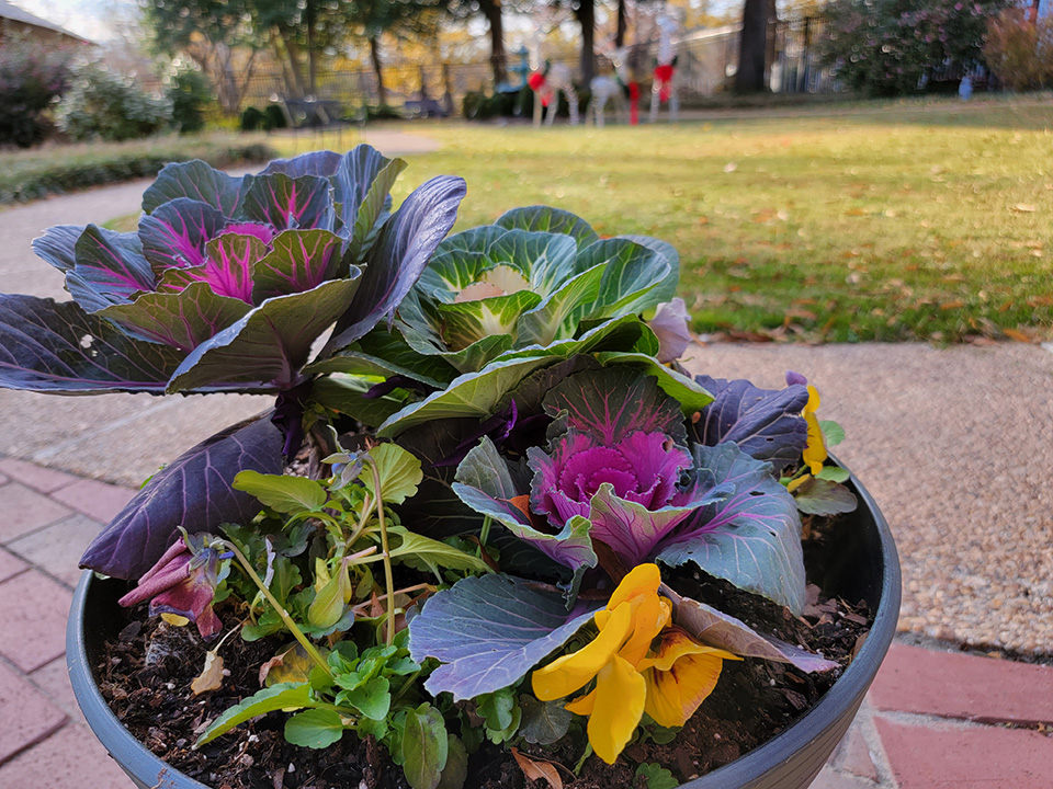 Garden Plants at Petersburg Home for Ladies